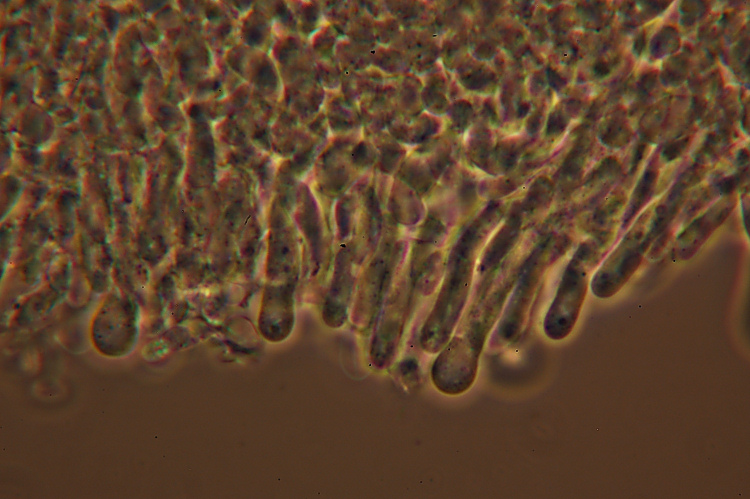 Piccola crosta - foto 3147 (Phanerochaete tuberculata)